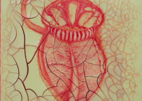 ADV10435_Nepenthes Villosa_DDH