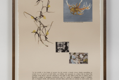 CLI00003_Animal within the Animal