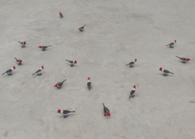 EA10154_Uma coisa linda_DDH_8