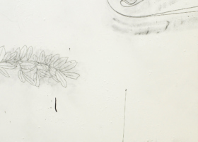 JS10039_White Breasts Plant_DDH