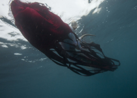 JT10505_Dormant (Protula)_DDH