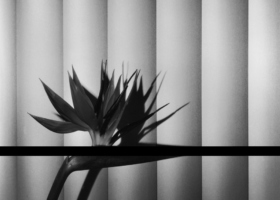 MAP10054_Bird of Paradise