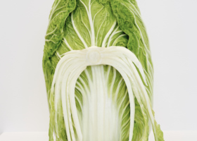 JMP00346_Cabbage head_DDH