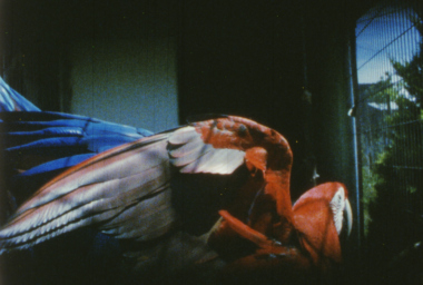 JMP00251_Glossolalia_DDH