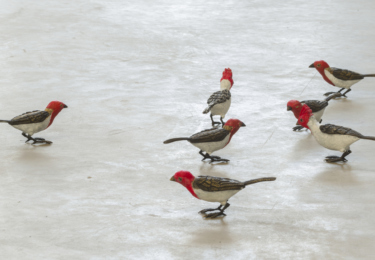 ea10154-uma-coisa-linda-ddh-17-2360x1328-acf-cropped