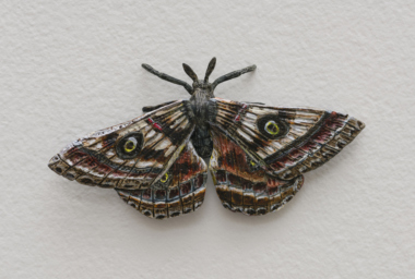 EA10242_Moth_1
