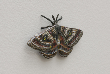 EA10242_Moth_2
