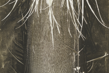 LZ10310_Pata de elefante_crop