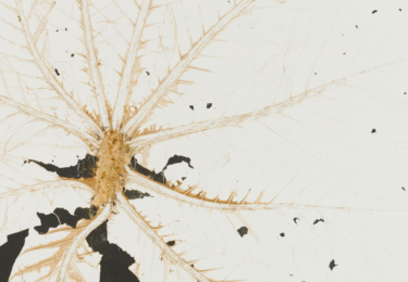 lz10320-embauba-crop-2360x1328-acf-cropped