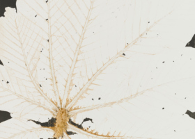 LZ10320_Embauba_crop