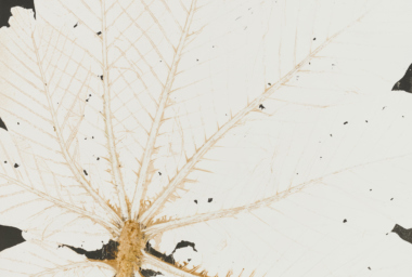 LZ10320_Embauba_crop