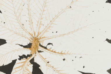 lz10320-embauba-crop-760x512-acf-cropped-1