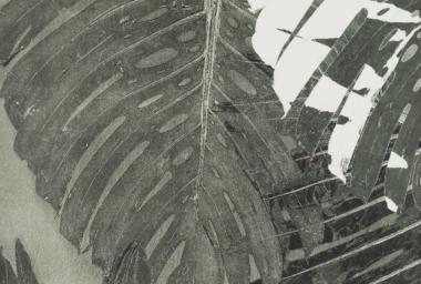 LZ10321_Monstera deliciosa_crop