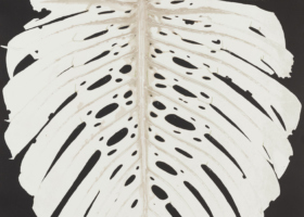 LZ10330_Costela de Adao_crop