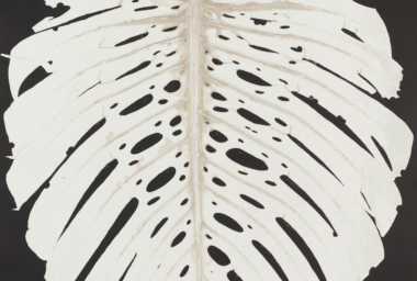 LZ10330_Costela de Adao_crop