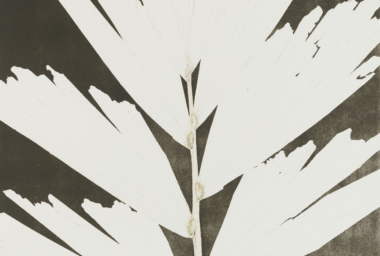 LZ10334_Mascara Caryota_crop