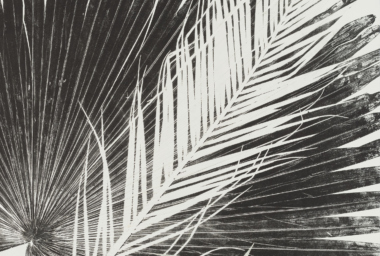 LZ10336_Palmeira Leque_crop