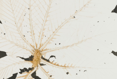 lz10320-embauba-crop-1160x832-acf-cropped