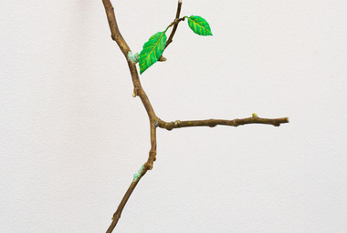 ea10285_galho_alcino_ddr1_4