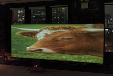 deblasio-animalfarm-3