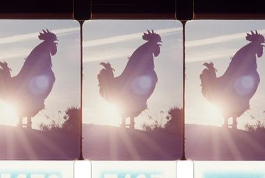 valenza-animalfarm-1