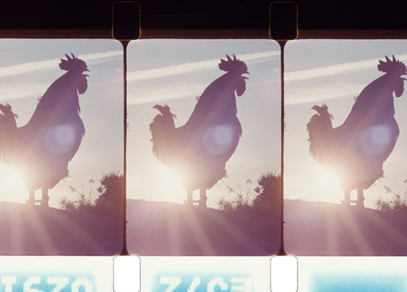 valenza-animalfarm-1