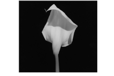 calla lily.jpg