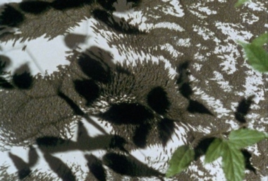 JMP00052_Sombra Magnetica_DDR.jpg