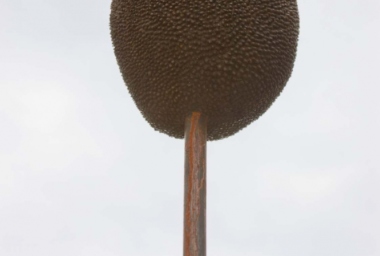 Bicho de Sete Cabeças - 2010_DDR17.jpg