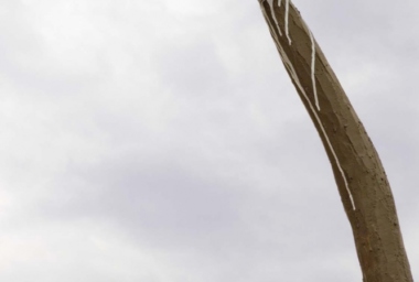 Bicho de Sete Cabeças - 2010_DDR16.jpg