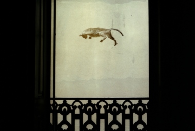 JMP00088_Falling Cat.jpg