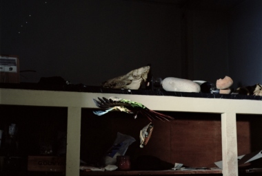 JMP00128_Tortoise and Strange Parrot - Tartaruga e Papagaio Estranho_DDR.jpg