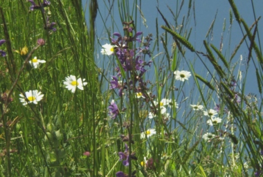 MH00147_Apicula Enigma_DDH_2.jpg