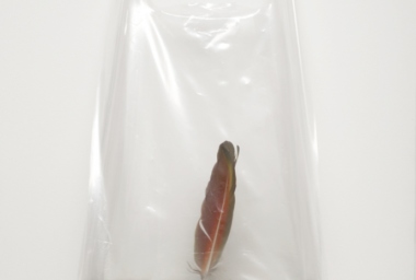 8-ROC00153_Tipico Capital_DDH.jpg