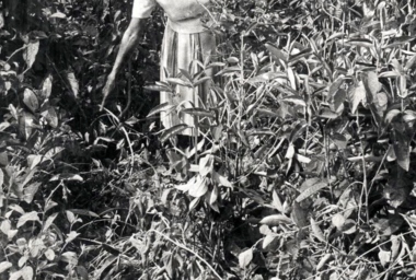 TGM_Tropical Blow Up.jpg