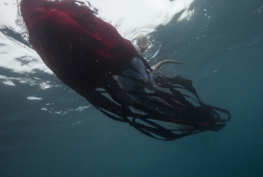 JT_Dormant (Protula).jpg