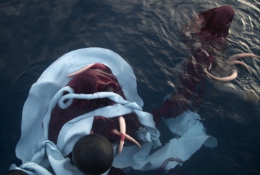 JT010490_Dormant (Bellidae)_DDH.jpg