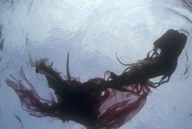 JT10496_Dormant (Chloeia).jpg